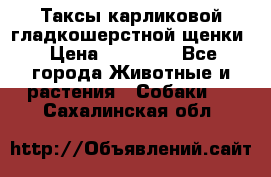 Таксы карликовой гладкошерстной щенки › Цена ­ 20 000 - Все города Животные и растения » Собаки   . Сахалинская обл.